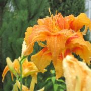 Apricot Beauty Apricot Beauty