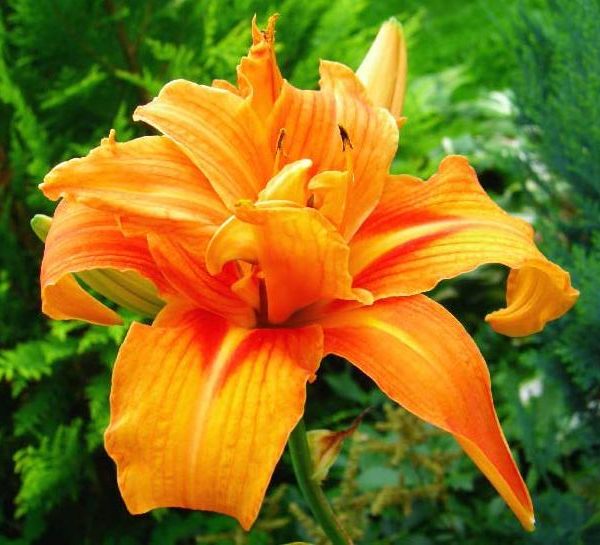 Apricot Beauty_2 Apricot Beauty_2