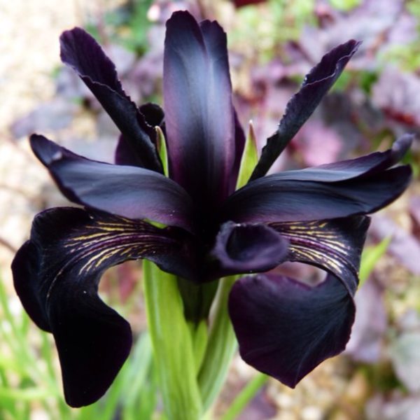 Black Form