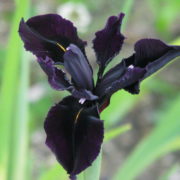 Black Form_2