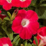 Blanket Red