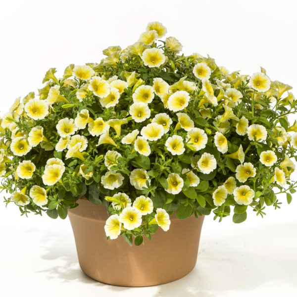 Blanket Yellow
