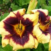 Calico Jack_2