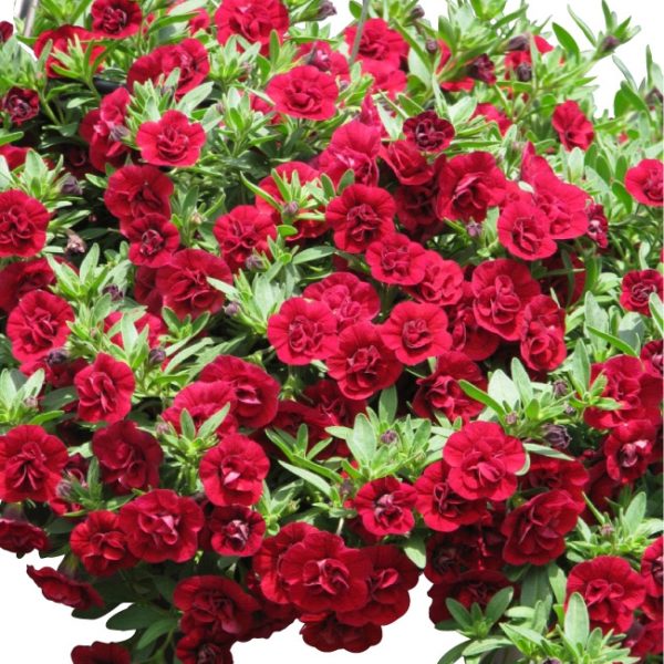 Calita Double Red