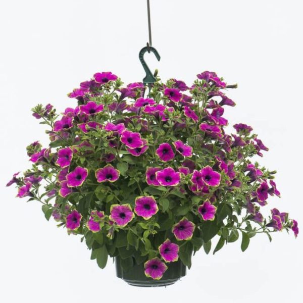 Designer Buzz Purple