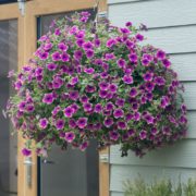 Designer Buzz Purple_2