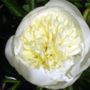 Duchess de Nemours