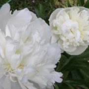 Duchess de Nemours_2