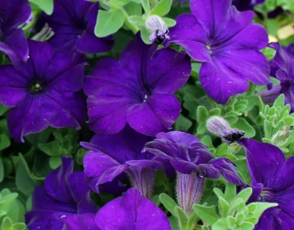 Fanfare Dark Blue