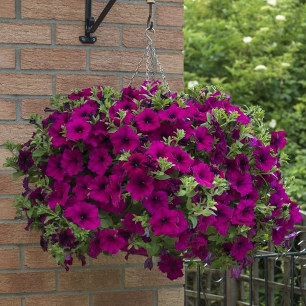 Fanfare Purple