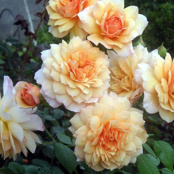 David Austin. Grace (цвет. повторное), ОКС