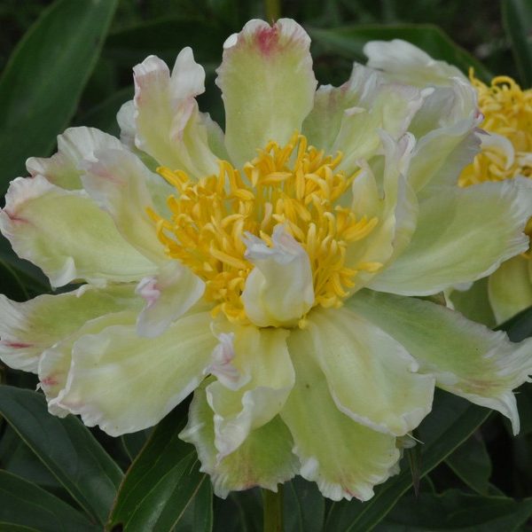 Green Lotus