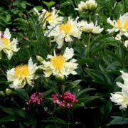 Green Lotus_2