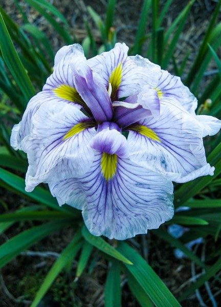 Greywoods Catrina