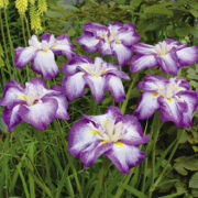 Harlequinesque_2 Harlequinesque_2