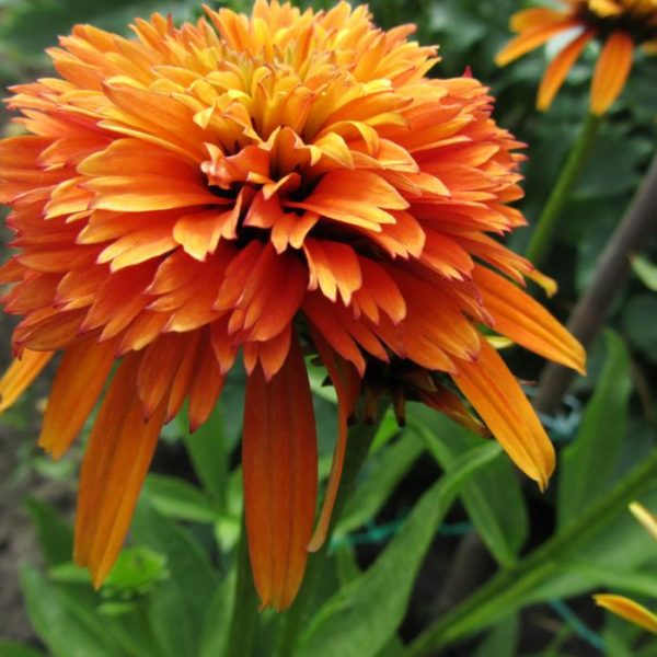 Marmelade