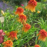 Marmelade_2