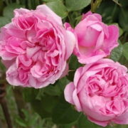 Mary Rose_2