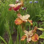 Paprikash_2 Paprikash_2