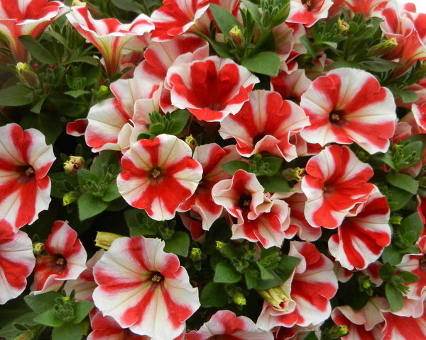 Peppy Red