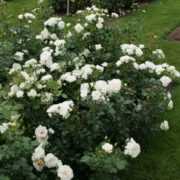Petticoat