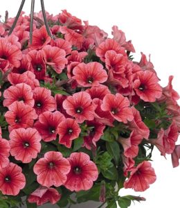 Potunia Coral Potunia Coral