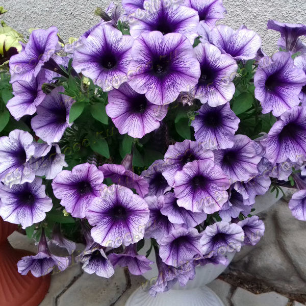 Potunia Plus Denim