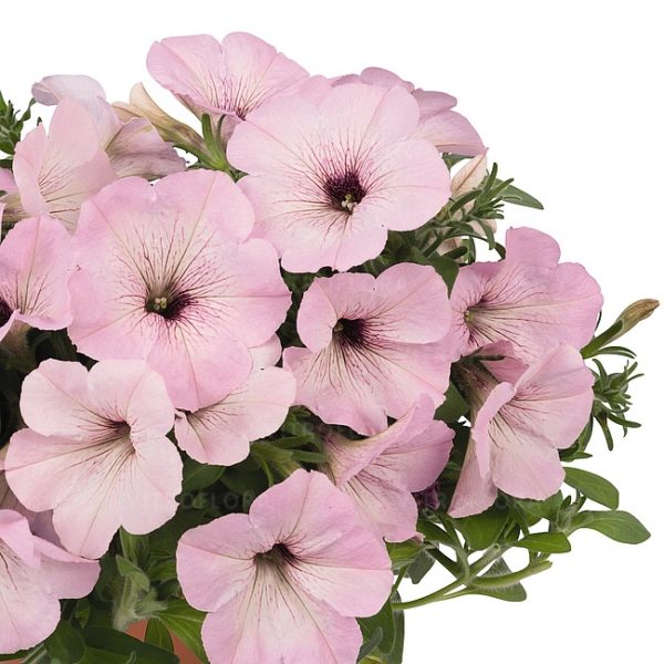 Potunia Plus Vintage