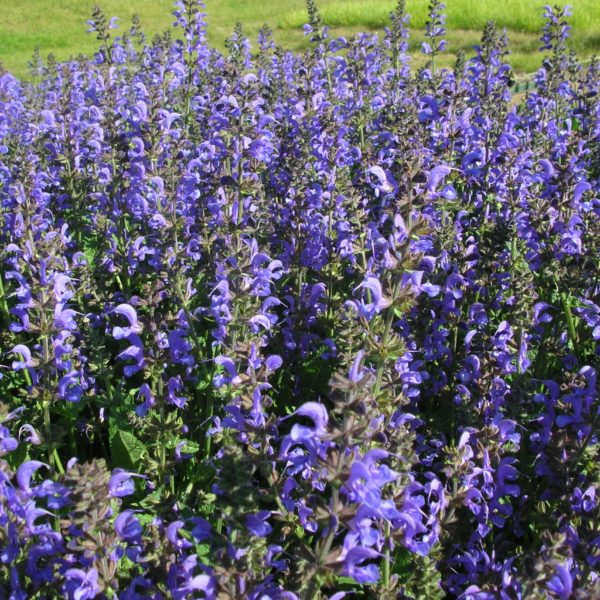 Rhapsody in Blue
