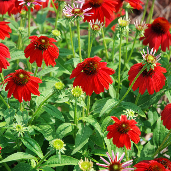 Salsa Red