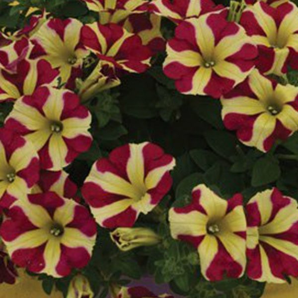 Stars Yellow-Red