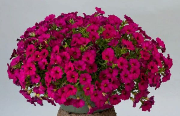 SuperCal Violet