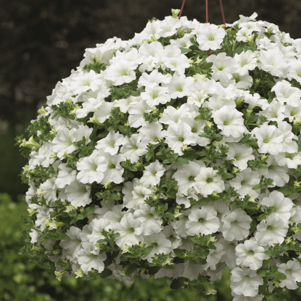 Surfinia Impulz White