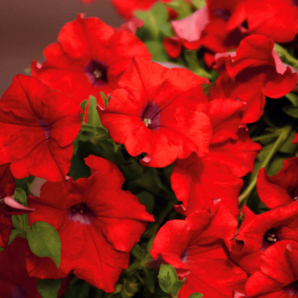 Surfinia Trailing Red