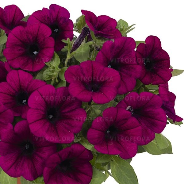 Sweetunia Purple