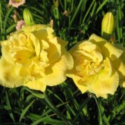 Yellow Submarine_2