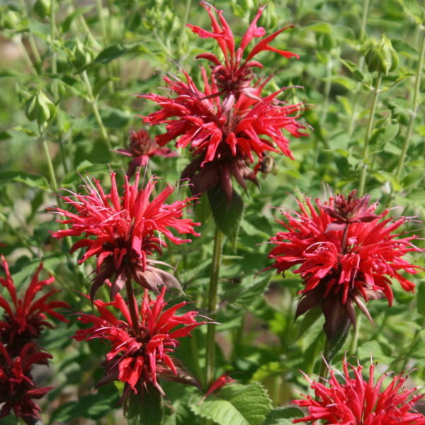 Cambridge Scarlet