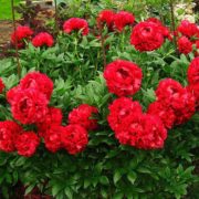 Carol_2