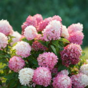 Dolly_2