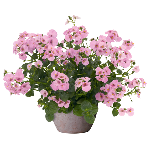 Elfjes Rose XXL