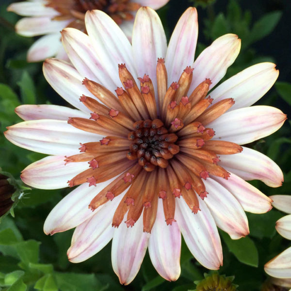 Erato Double Copper
