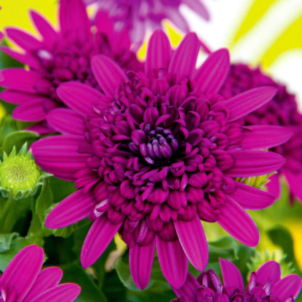 Erato Double Purple
