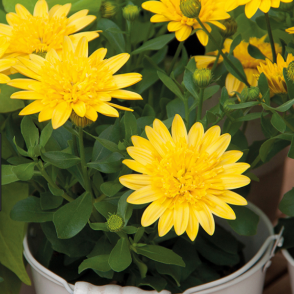 Erato Double Yellow