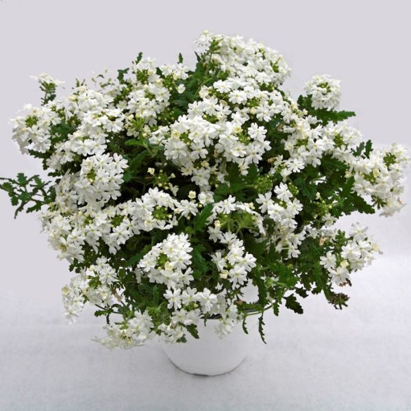 Estrella White Impr