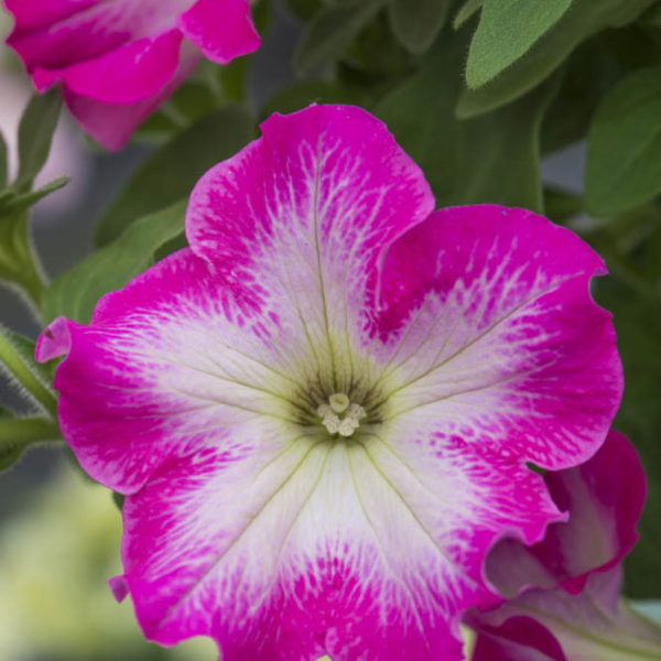 Fanfare Rose Morn