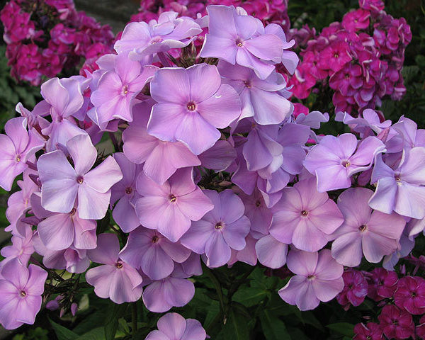 Lilac Time