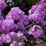 Lilac Time_2