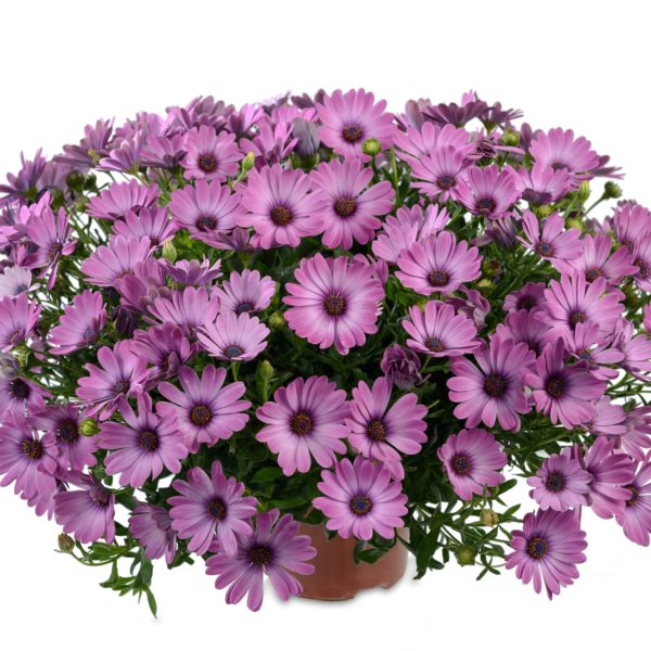 Osticade Happy Pink