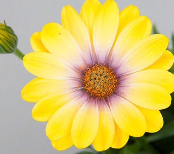SummerHero Magic Yellow