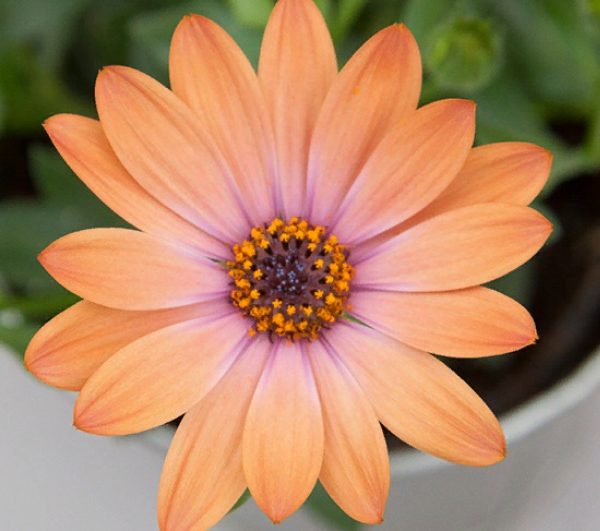 SummerHero Orange